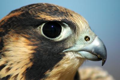 Peregrine Falcon Close-up