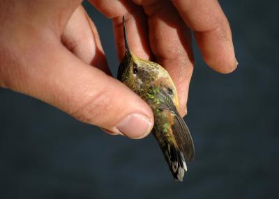 Hummingbird