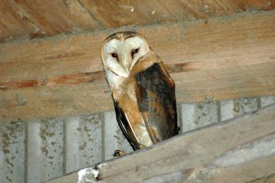 Adult Barn Owl