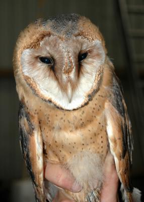 Older Barn Owl Nestling