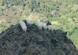 Mountain Goats 2