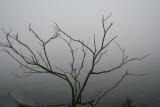 Tree In Fog