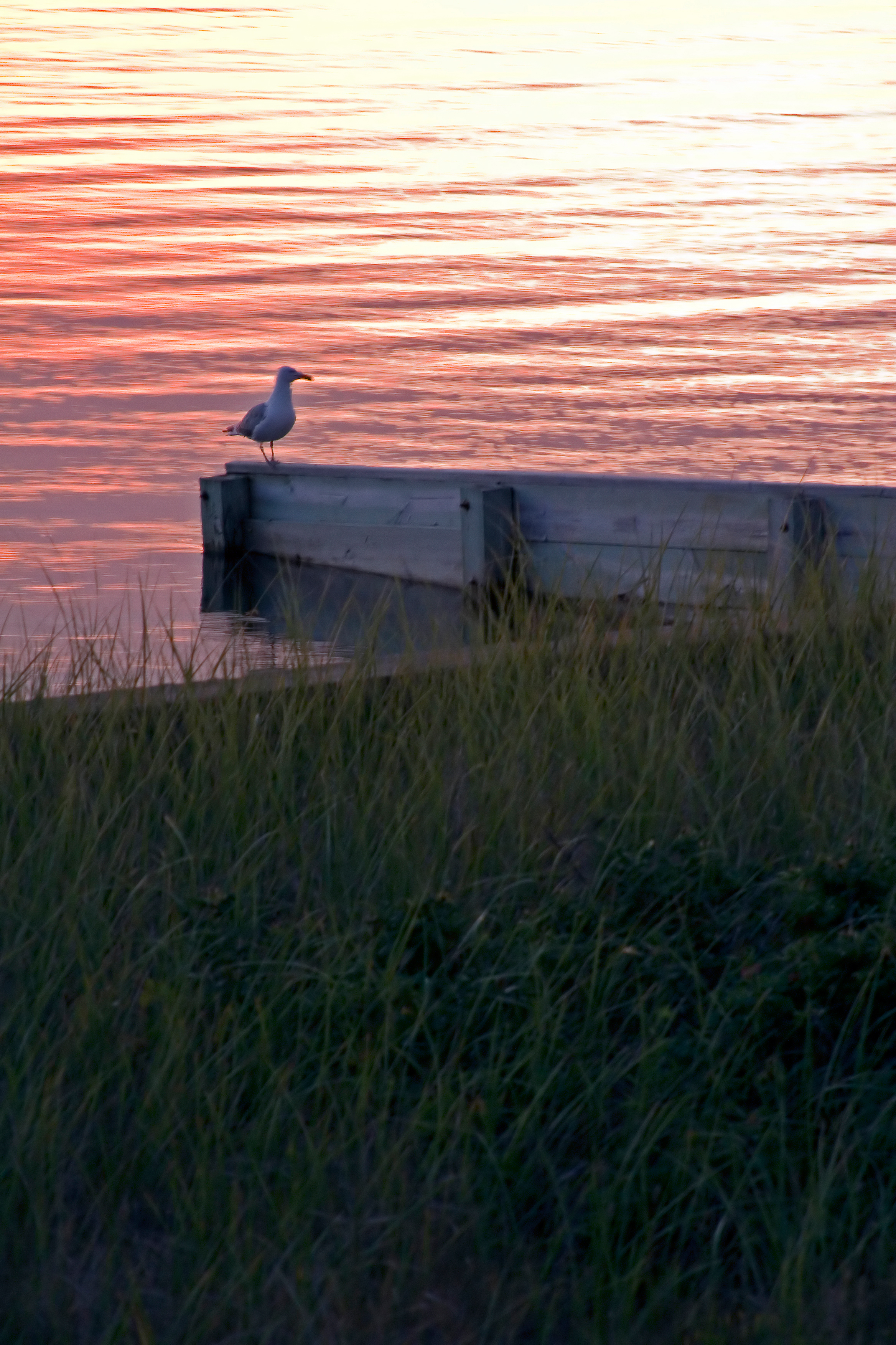 Seagull at Sunset