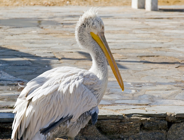 Pelican