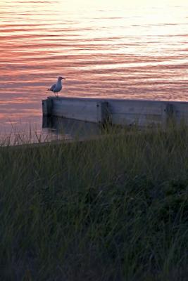 Seagull at Sunset