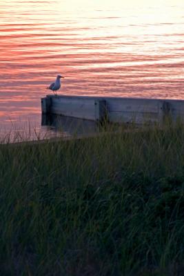 Seagull at Sunset
