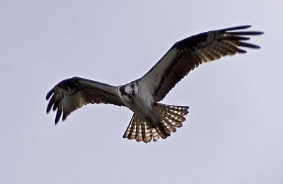 Osprey searching for dinner 2