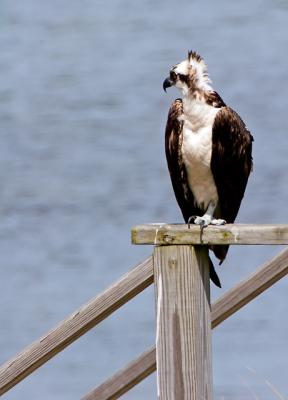 Osprey taking a break