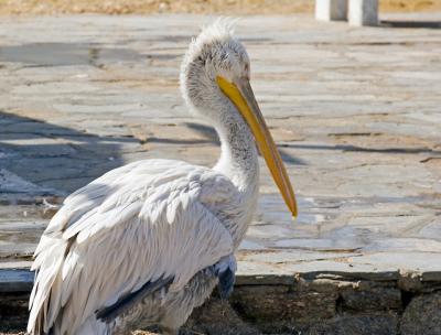 Pelican