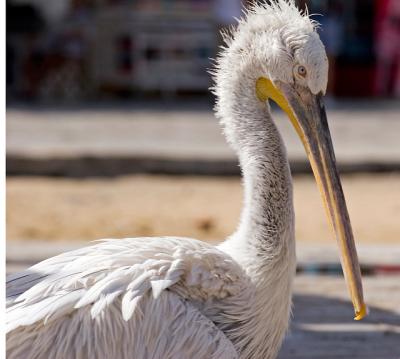 Pelican Closeup