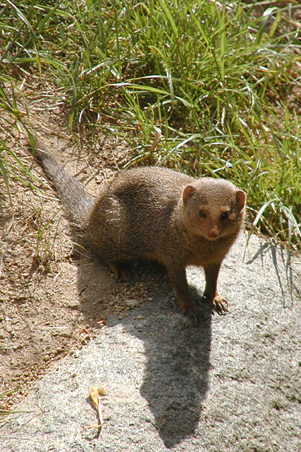 dwarf mongoose