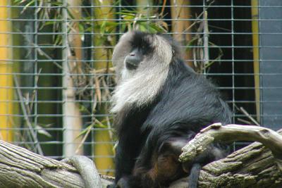 The San Diego Zoo