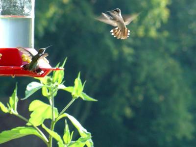 Hummingbirds drop in for a snack