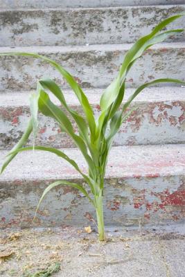 houseplant3.jpg