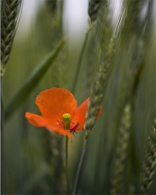poppywheat.jpg