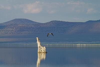 Osprey, South Tufa, Mono Lake