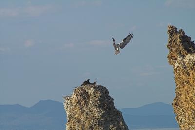Ospreys at nest, South Tufa, Mono Lake