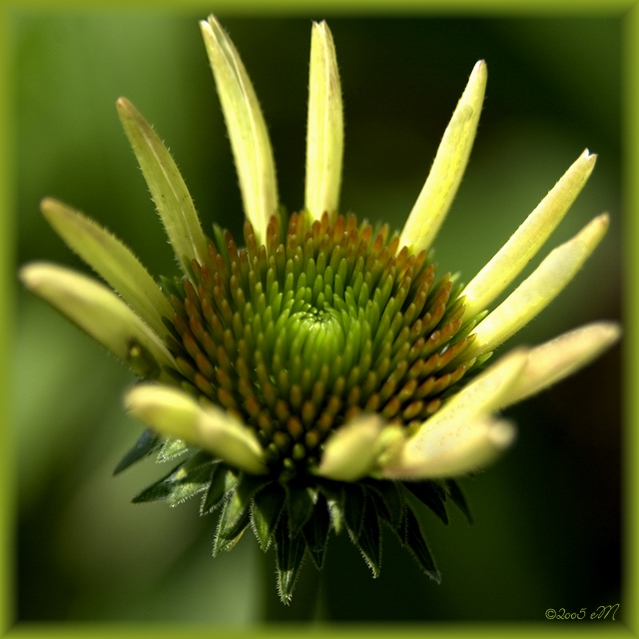 echinacea