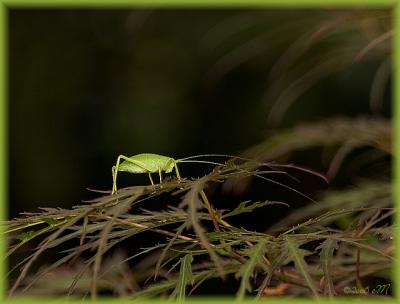 a hopper