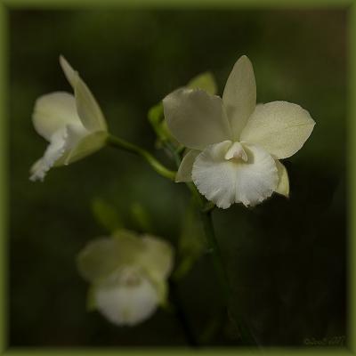 Ctna. Maui Maid