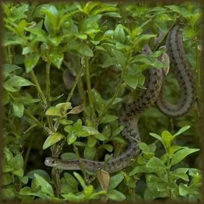 resident snake