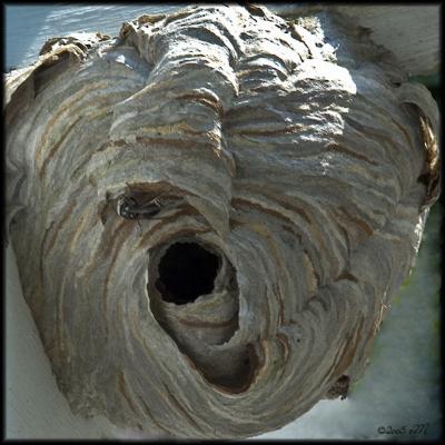 bald-faced hornet nest