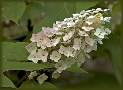 oak leaf hydrangea