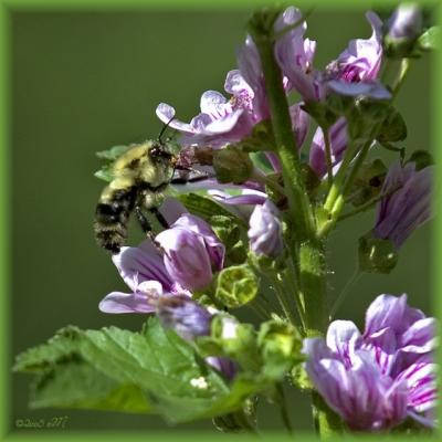 bee mallow