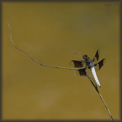common whitetail