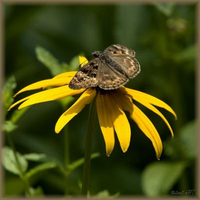 duskywing - horace's or juvenal's