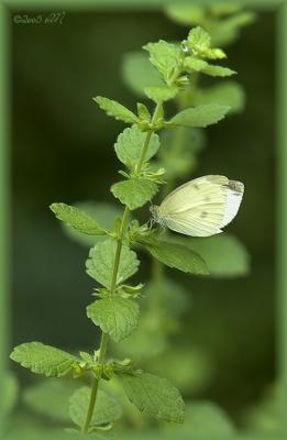 cabbage white