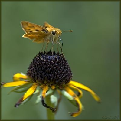 fiery skipper