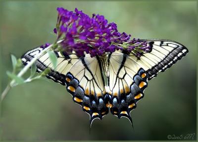 tiger swallowtail