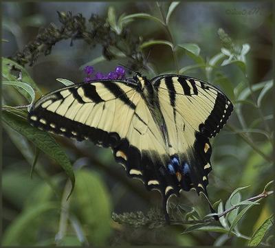 tiger swallowtail