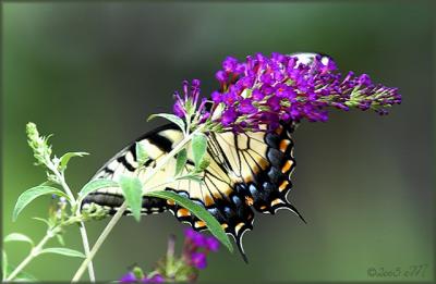 tiger swallowtail