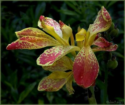 speckled canna