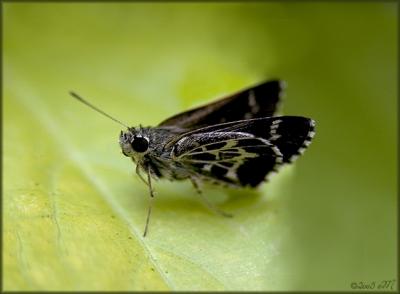 lace-winged roadside-skipper