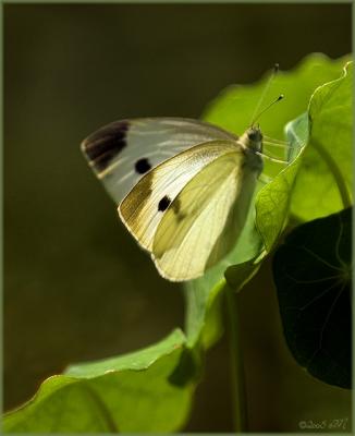 cabbage white