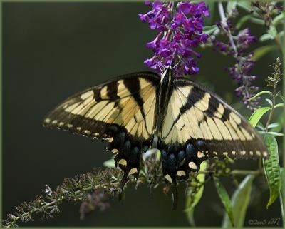 tiger swallowtail