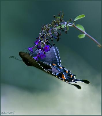 tiger swallowtail - dark form