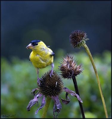 goldfinch with halo