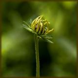 almost black-eyed susan