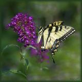 tiger swallowtail