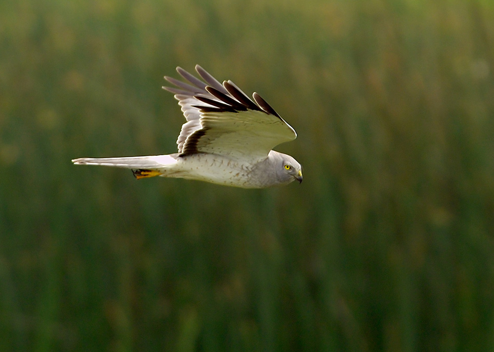 male Northern Harrier