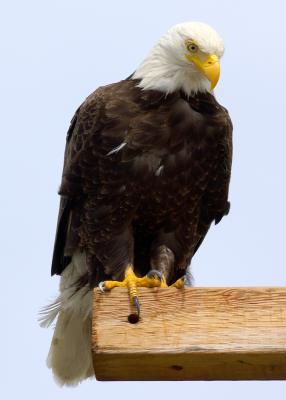 eagle sitting