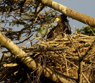 hungry eaglet