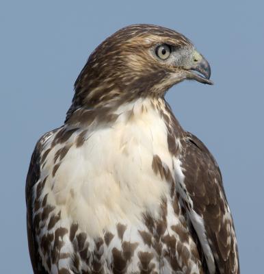 red tail portrait
