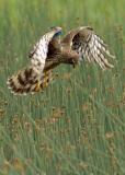 Female Northern Harrier