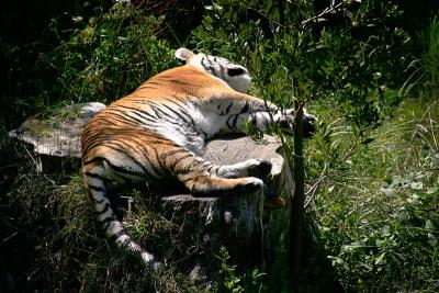Sweet Dreams
