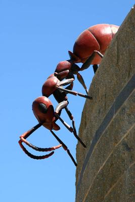 Ant on steroids